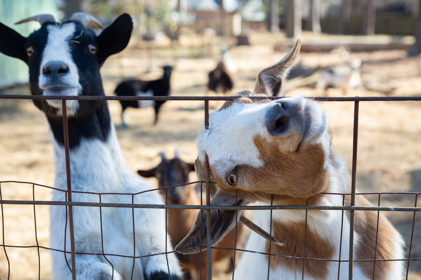 Smith Farm Goat Sanctuary Signature Products